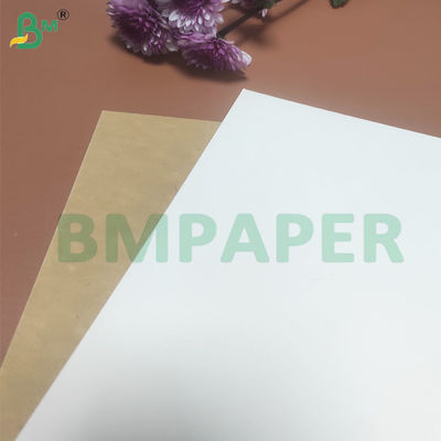 135-350 GSM Hohe Steifigkeit Lebensmittelbehälter Papierrolle für Papierkühlchen